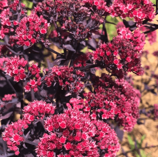 Sedum 'Mojave Jewels Ruby'