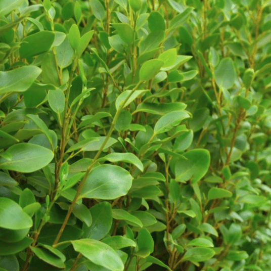 Griselinia Littoralis ‘Apple Green’
