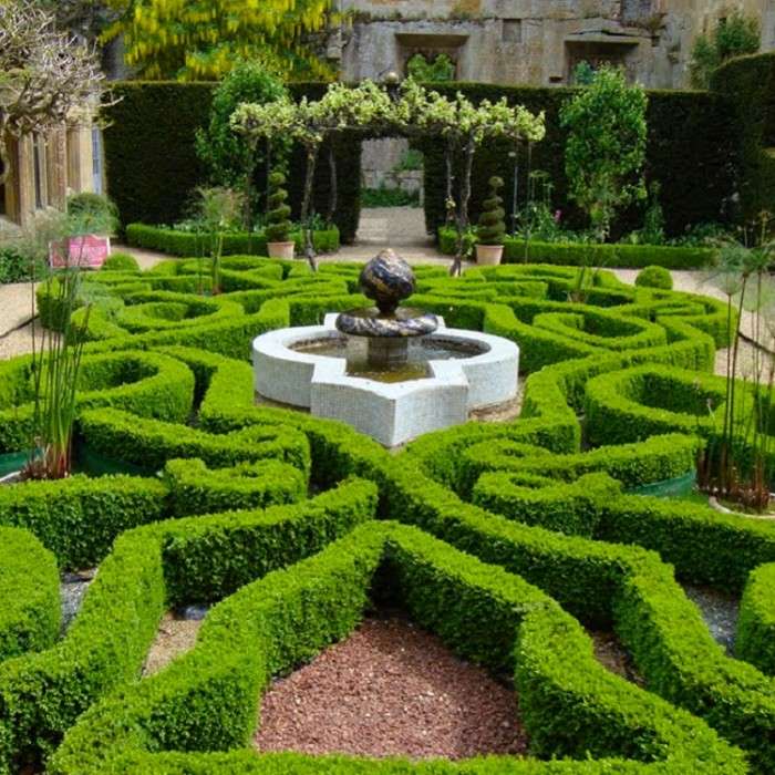 Buxus hedging