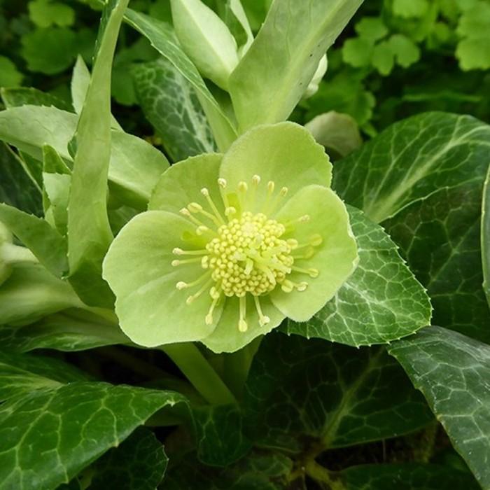 Helleborus green-marble