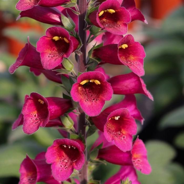 Digitalis Plum Gold