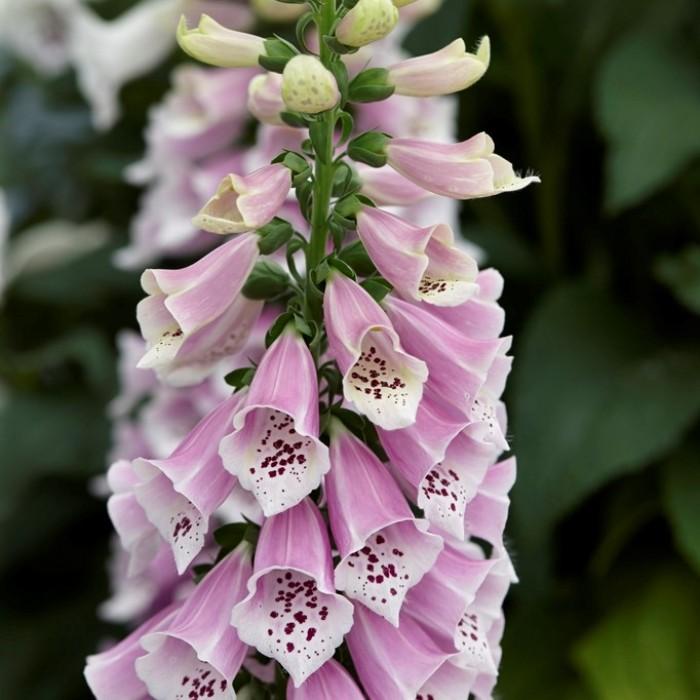 digitalis_dalmation_rose