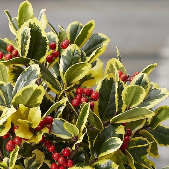 Ilex Golden King
