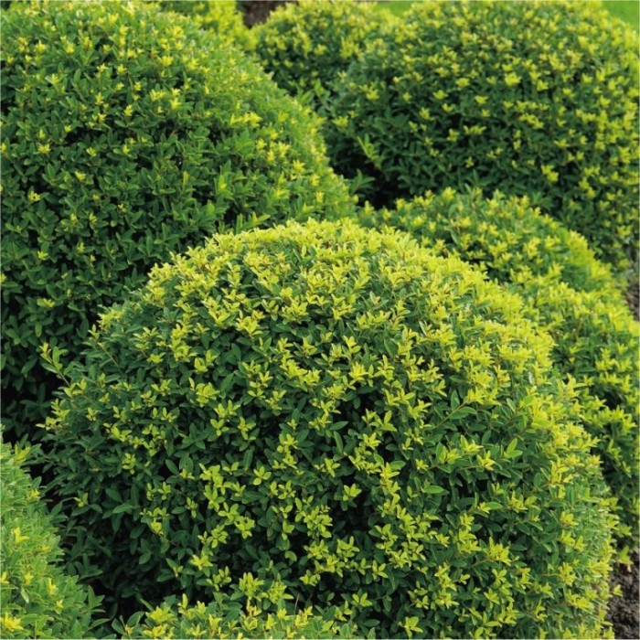 Ilex crenata Green Glory