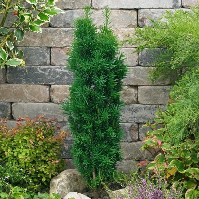 taxus fastigata