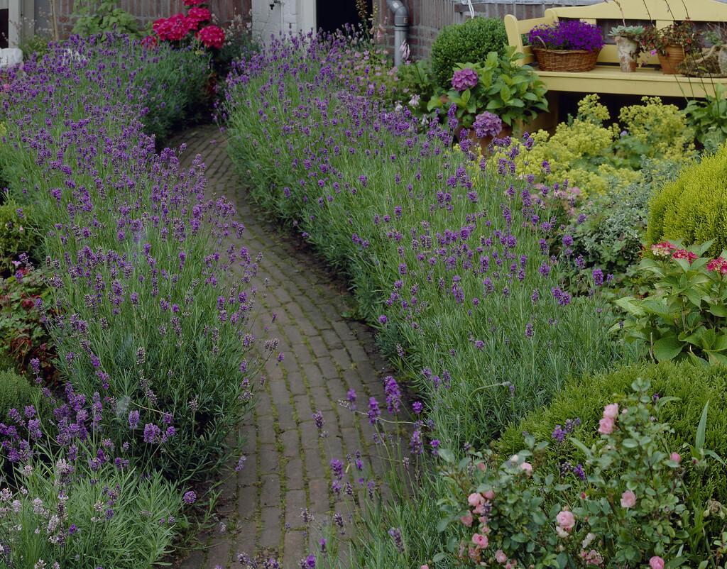 formal lavender path edging
