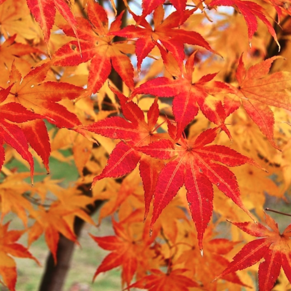 Acer palmatum 'Going Green'