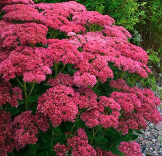 Sedum Autumn Joy