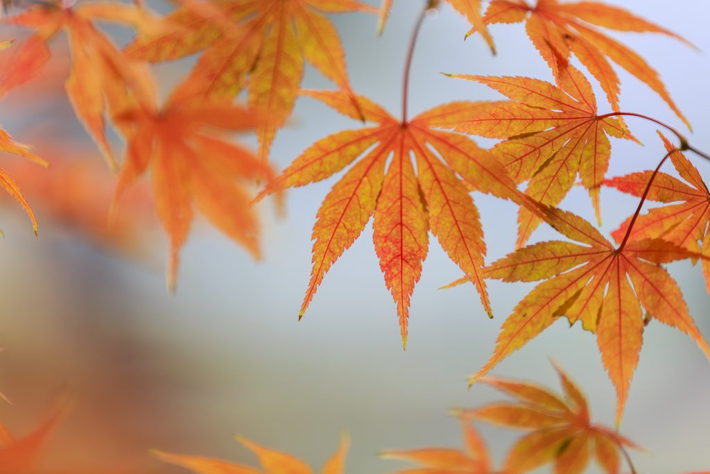 Japanese maple in shade garden