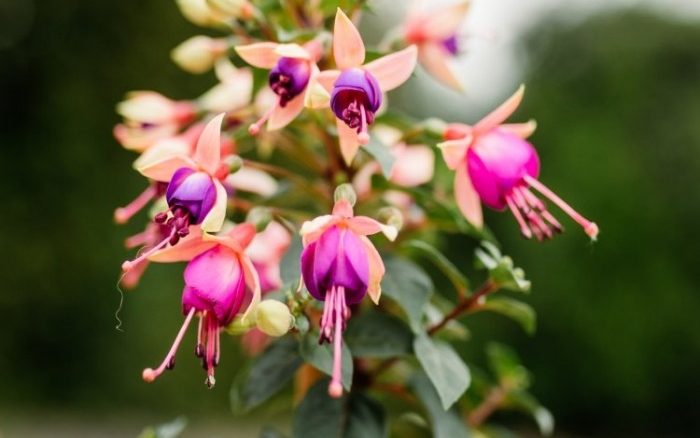 Fuchsia Care Guide