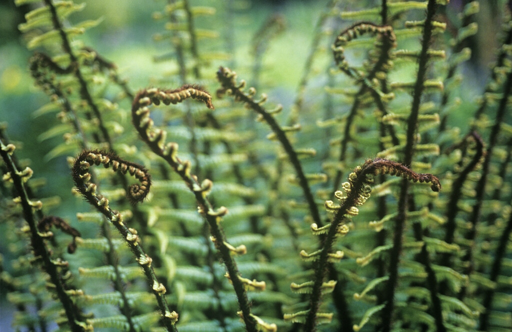 Dryopteris wallichiana - shade loving fern