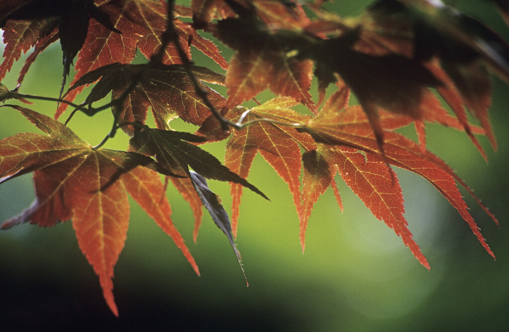Acer palmatum - plants for shade