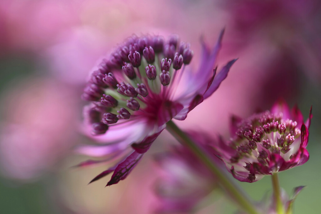 Astrantia major