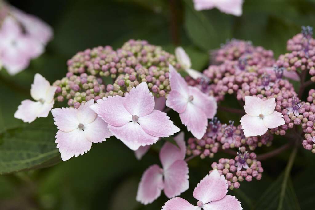 Hydrangea for shade