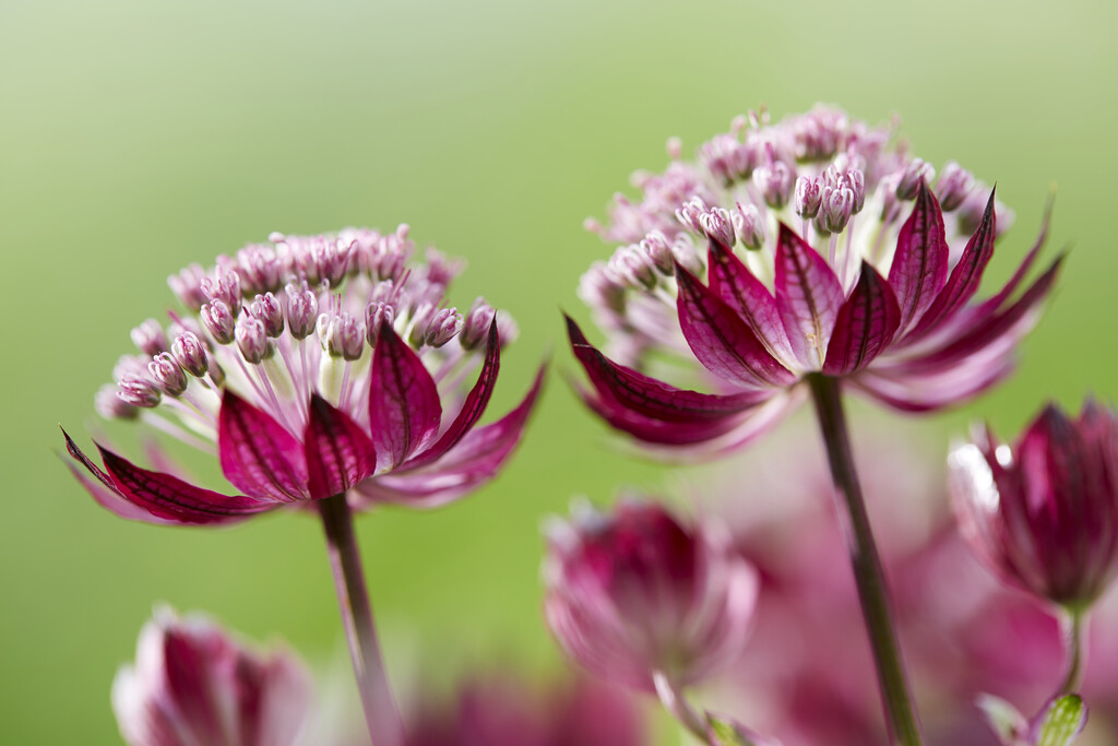 Astrantia - plants for partial shade