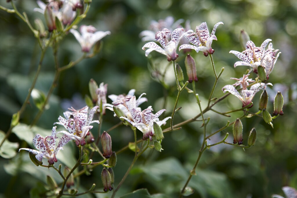 Tricyrtis - shade loving plant