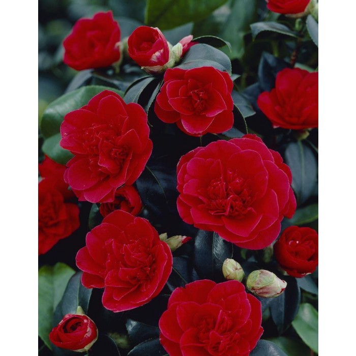 Camellia japonica 'Lady Campbell'