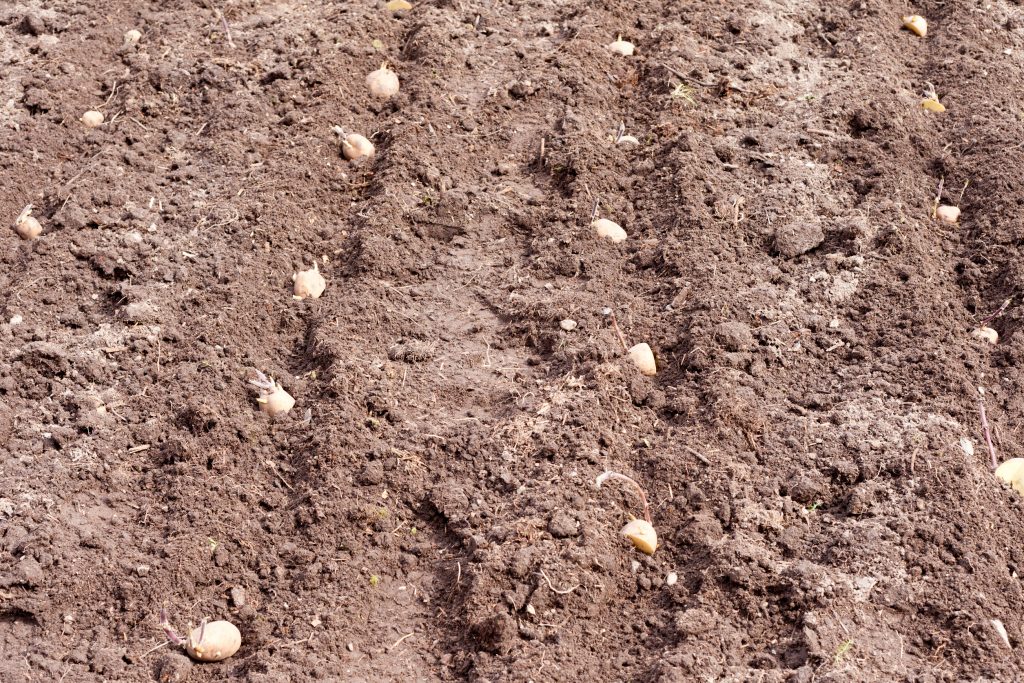 rows of potatoes in trenches