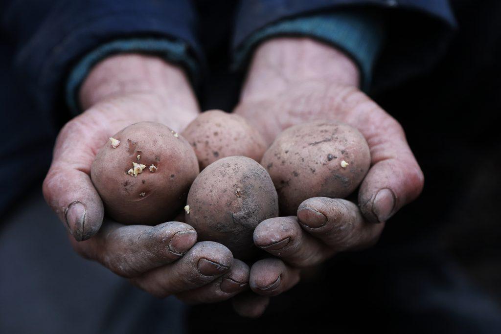 How to grow seed potatoes
