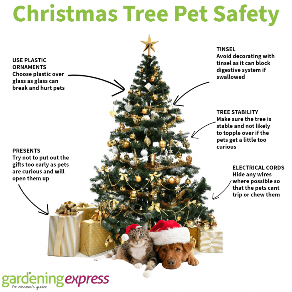 Use plastic ornaments - choose plastic over glass as glass can break and hurt pets
Tinsel - avoid decorating with tinsel as it can block digestive system if swallowed
Tree stability - make sure the tree is stable and not likely to topple over if the pets gat a little too curious
Electrical cords - hide any wires where possible so that the pets cant trip or chew them
