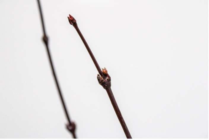 deciduous plant - bud