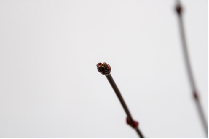 deciduous plant - bud