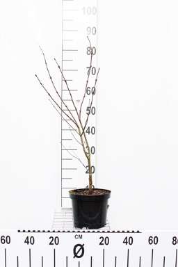 Deciduous plant - buying in winter