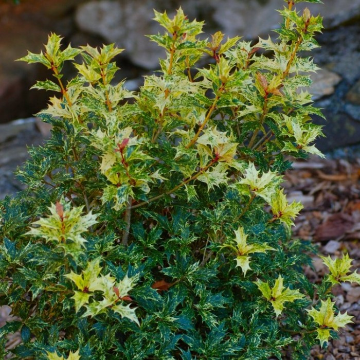 Osmanthus Goshiki - false tricolour holly
