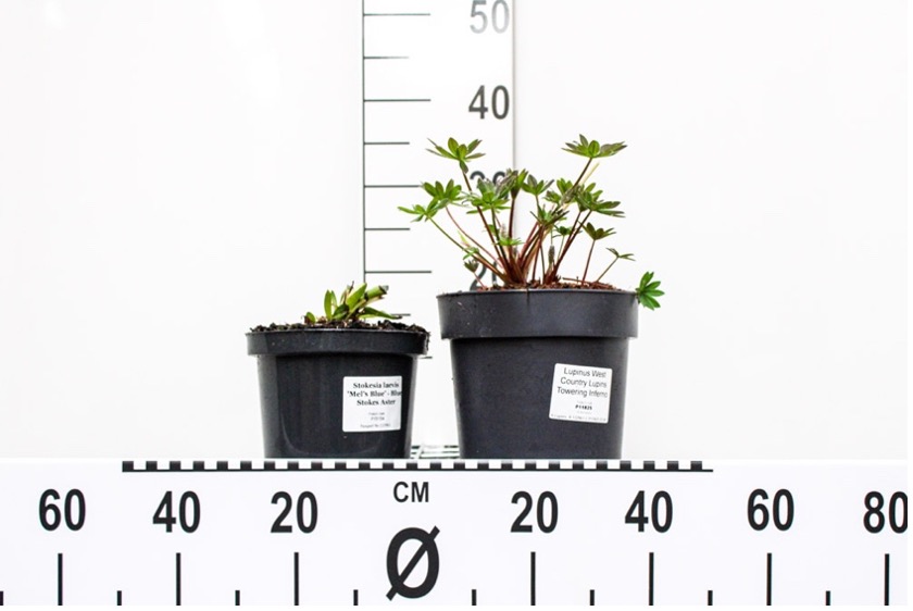 Plant pot sizes
