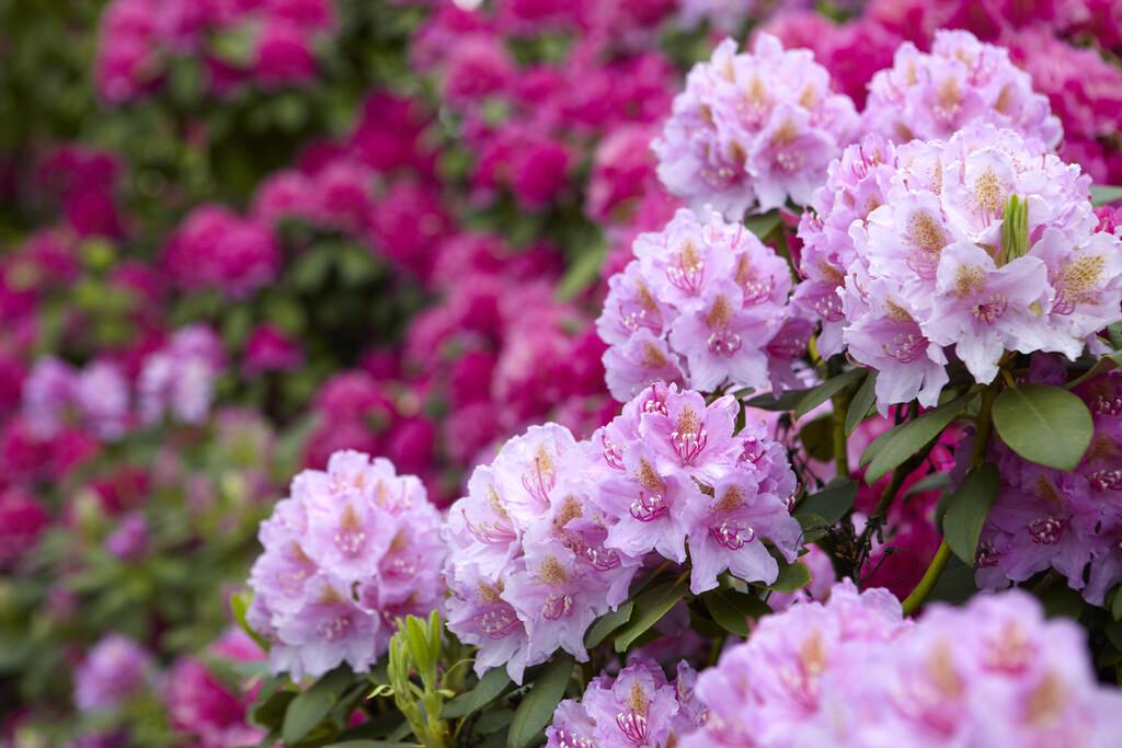 Rhododendron shrub