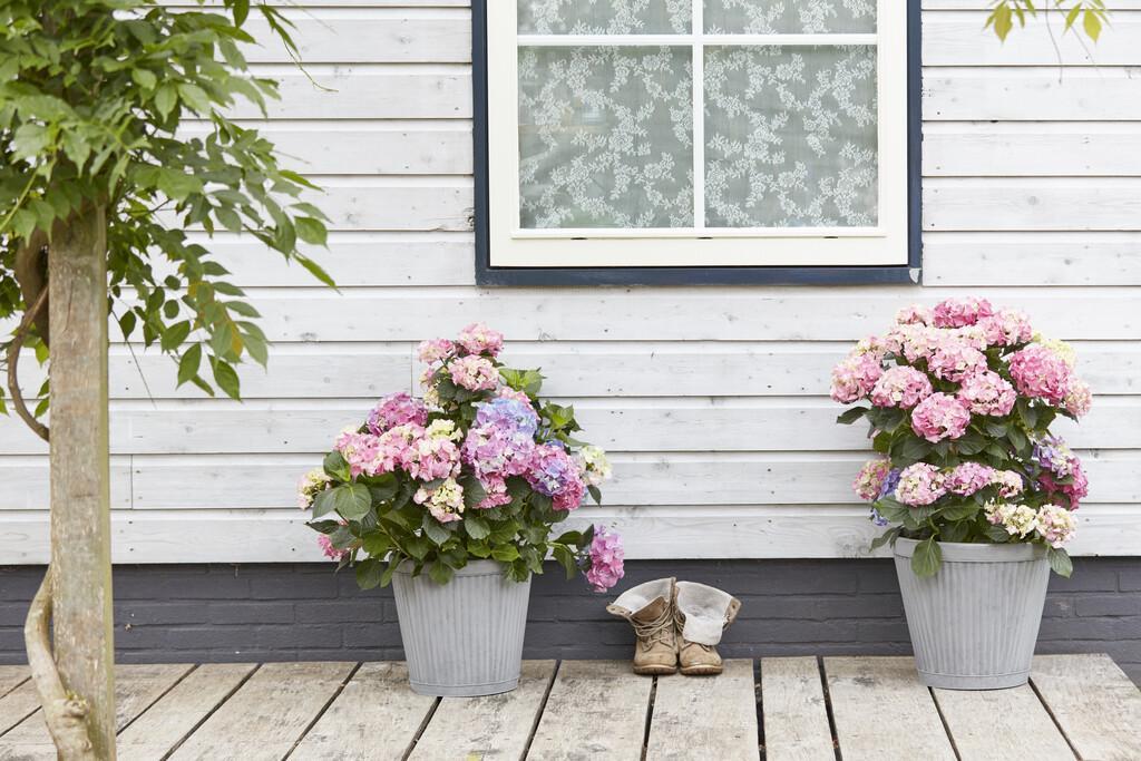 colour in pots - hydrangea plants
