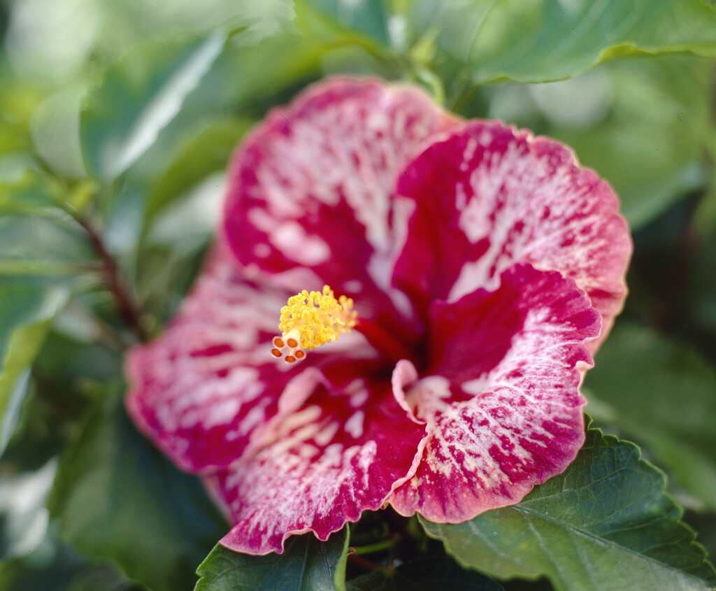 Hibiscus flowering shrub
