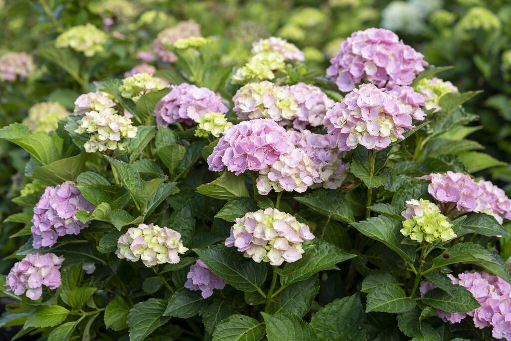 Hydrangea - flowering shrub