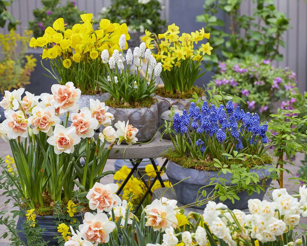 container plants on different levels