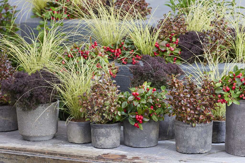 Mixed texture planting