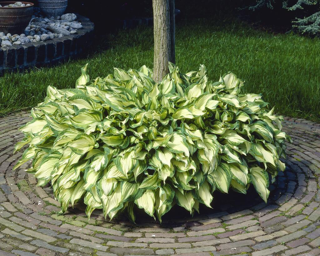 Block plants with standard