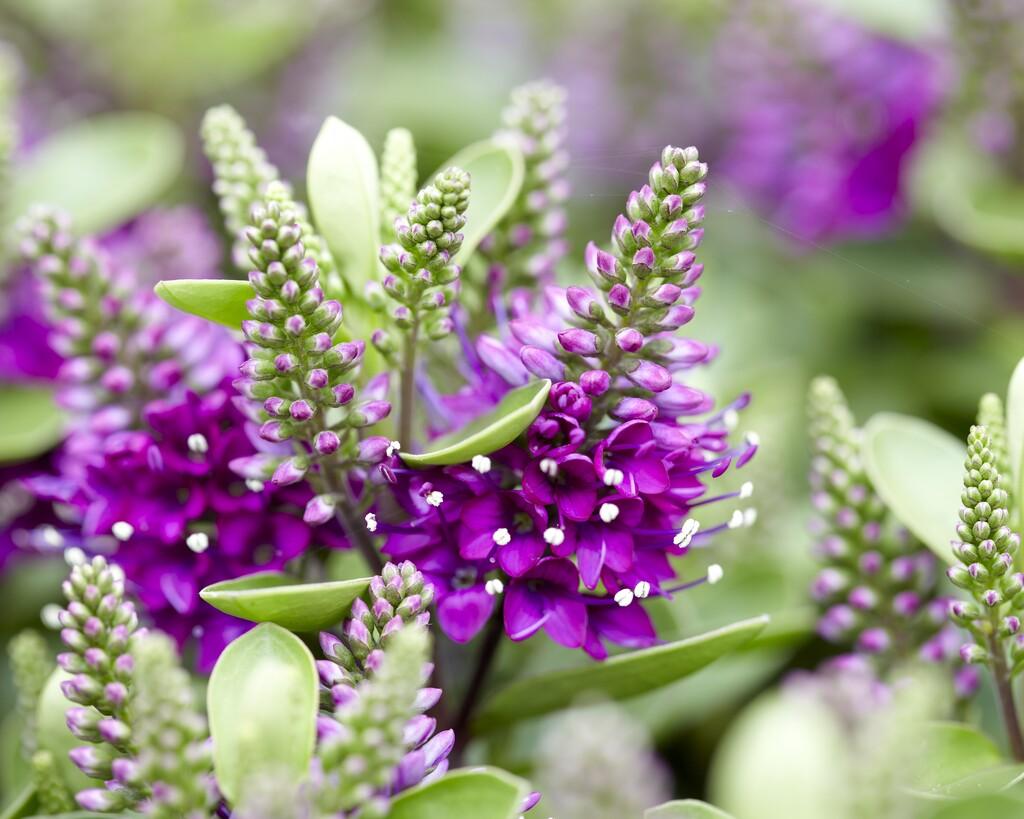 Flowering Hebe Diana