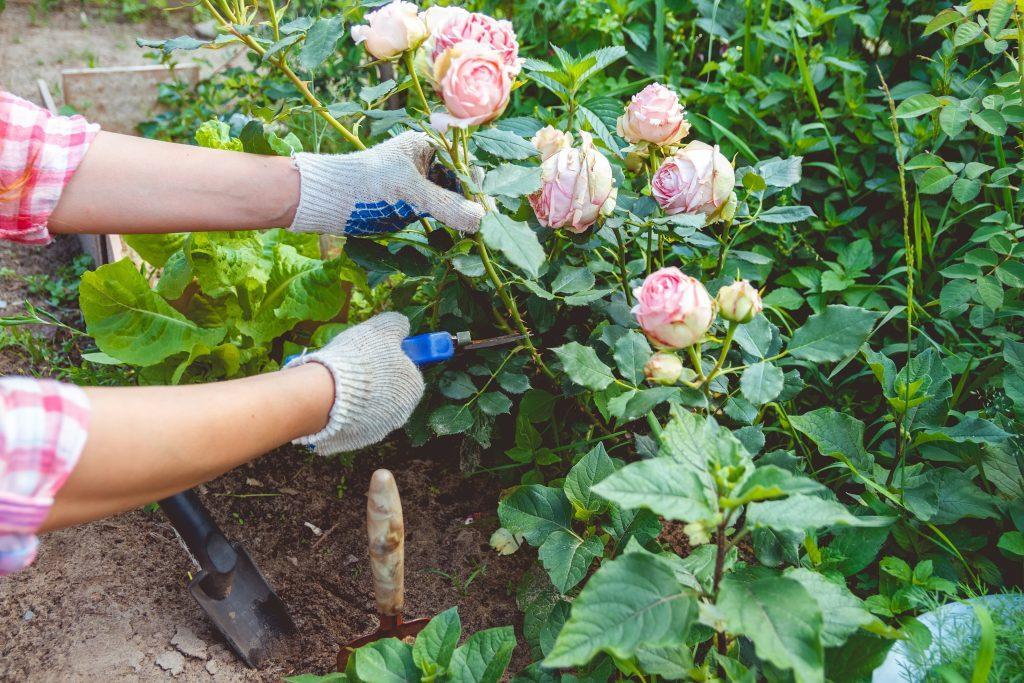 Woman in gloves trims a rose bush in garden with the help of secateurs