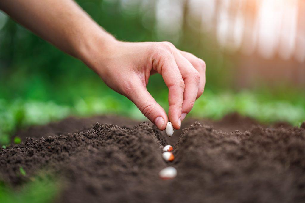 Planting seed in the vegetable garden. Growing vegetables