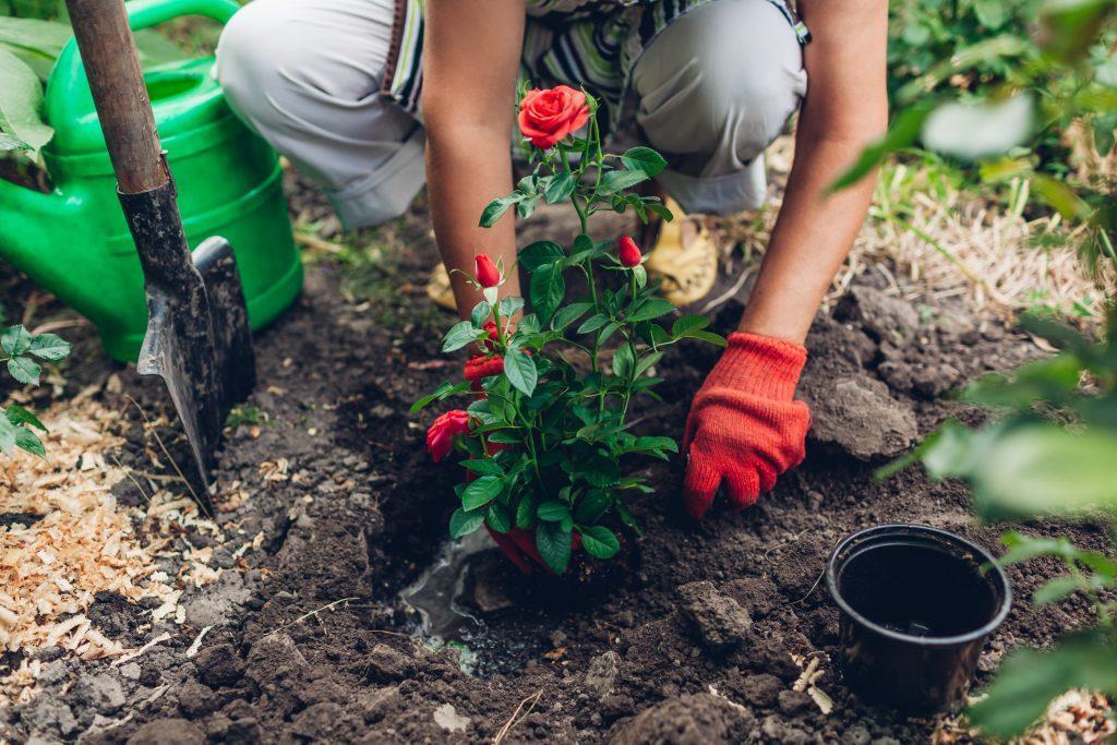 Woman gardener transplanting red roses flowers from pot into wet soil after watering it with watering can
