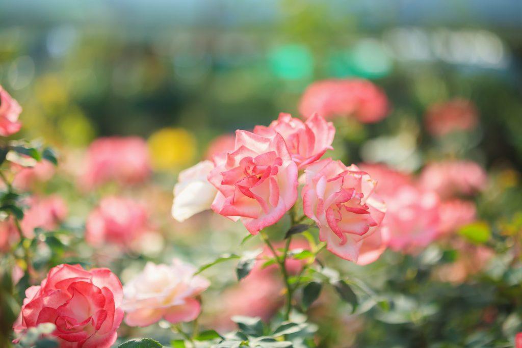Beautiful pink roses in the garden