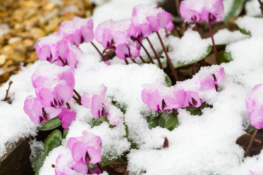Snow-covered Cyclamen plants in flower