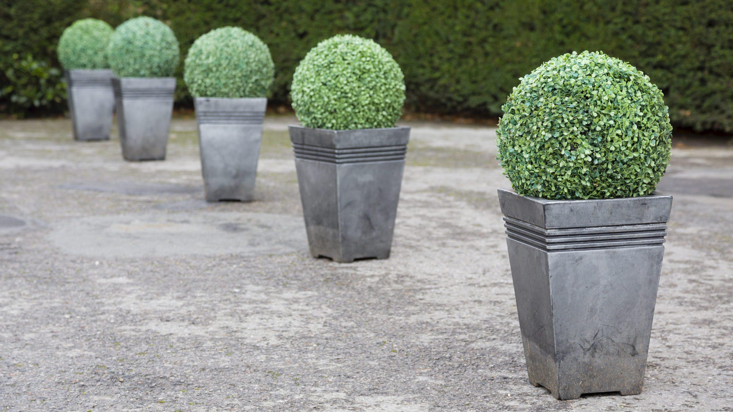 Buxus boxwood topiary in pots in a garden in UK