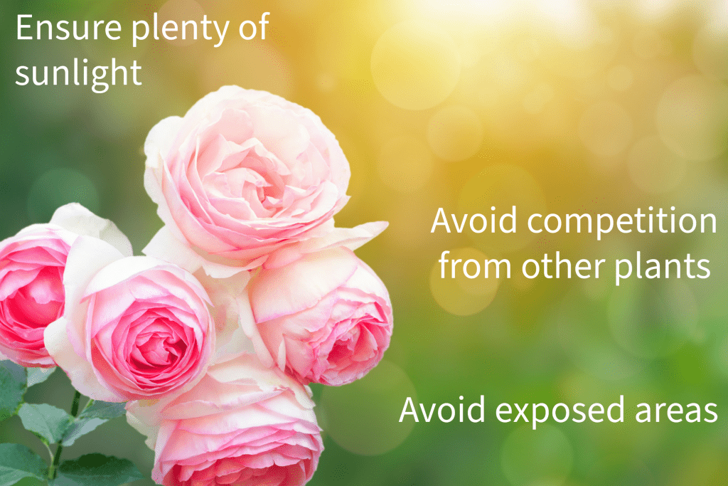 Plant your roses in a sunny, sheltered area with little competition
