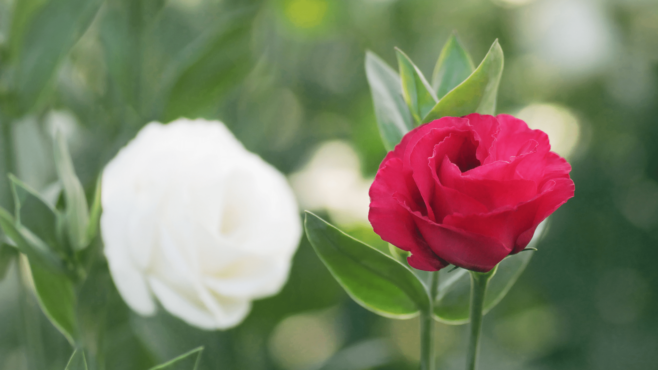 Gardening & Garden Design Trends for 2023