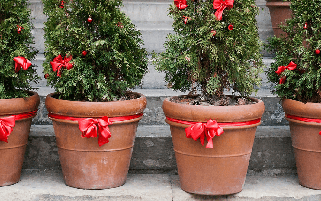 Terracotta Plant Pot