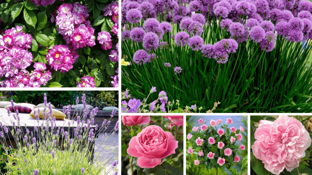 A mixture of pink & purple flowers for a rose garden display