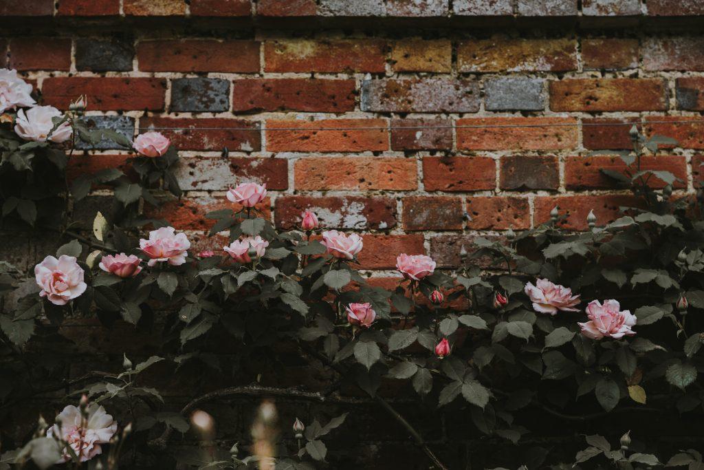 Grow rose climber horizontally to cover brick wall - Photo by Annie Spratt