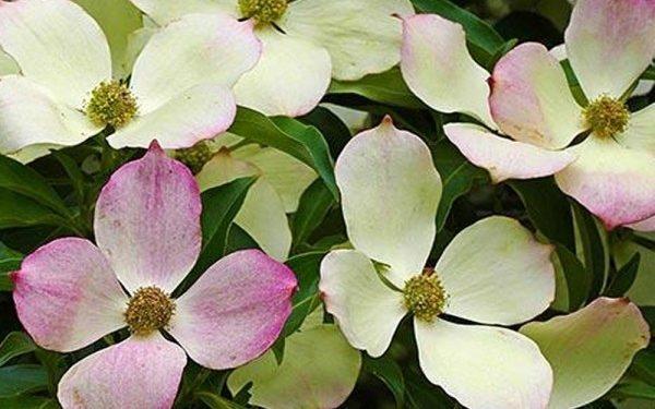 Flower bracts that are white, will still develop pink tinges as they get older.