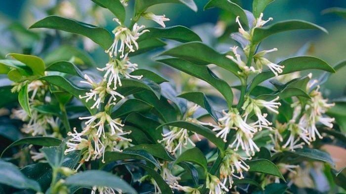 Sarcococca confusa